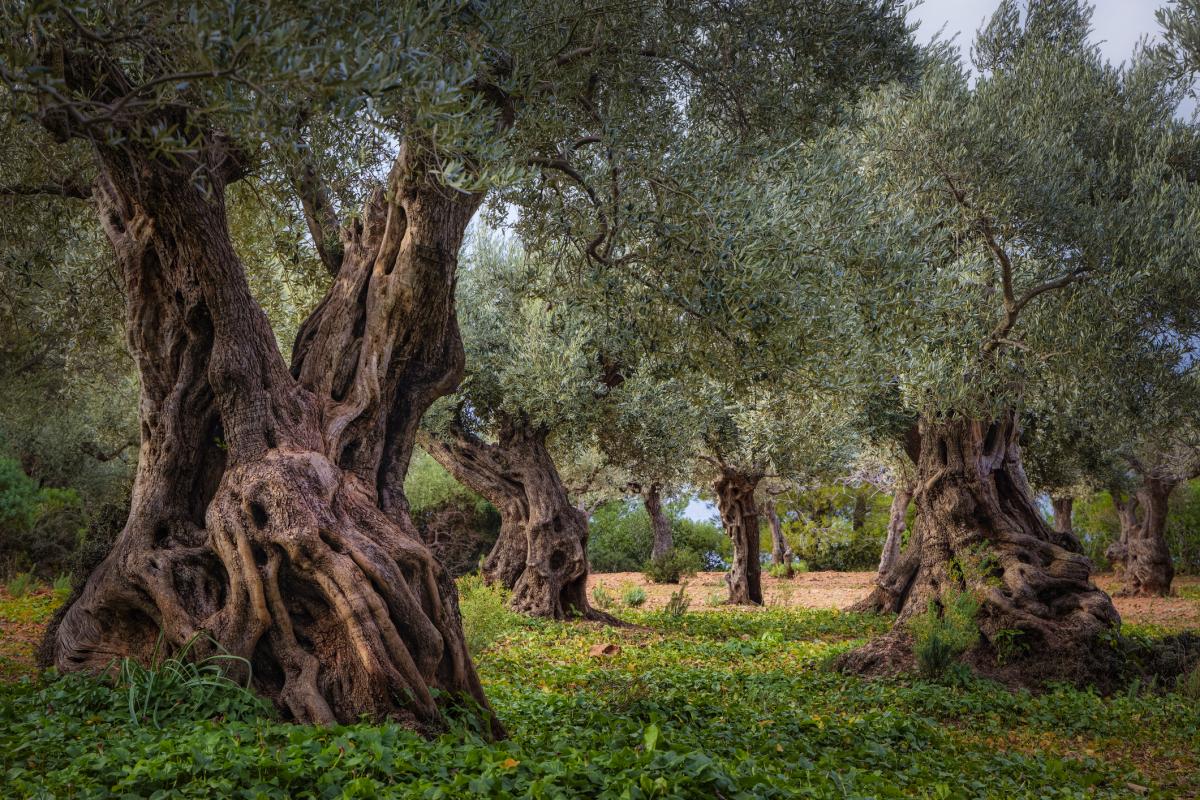 Imagen de archivo de olivos en Serra de Tramuntana, cerca de Sa Foradada y Son Marroig de Islas Baleares.