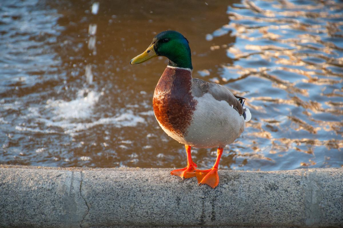 Un pato, en una imagen de archivo