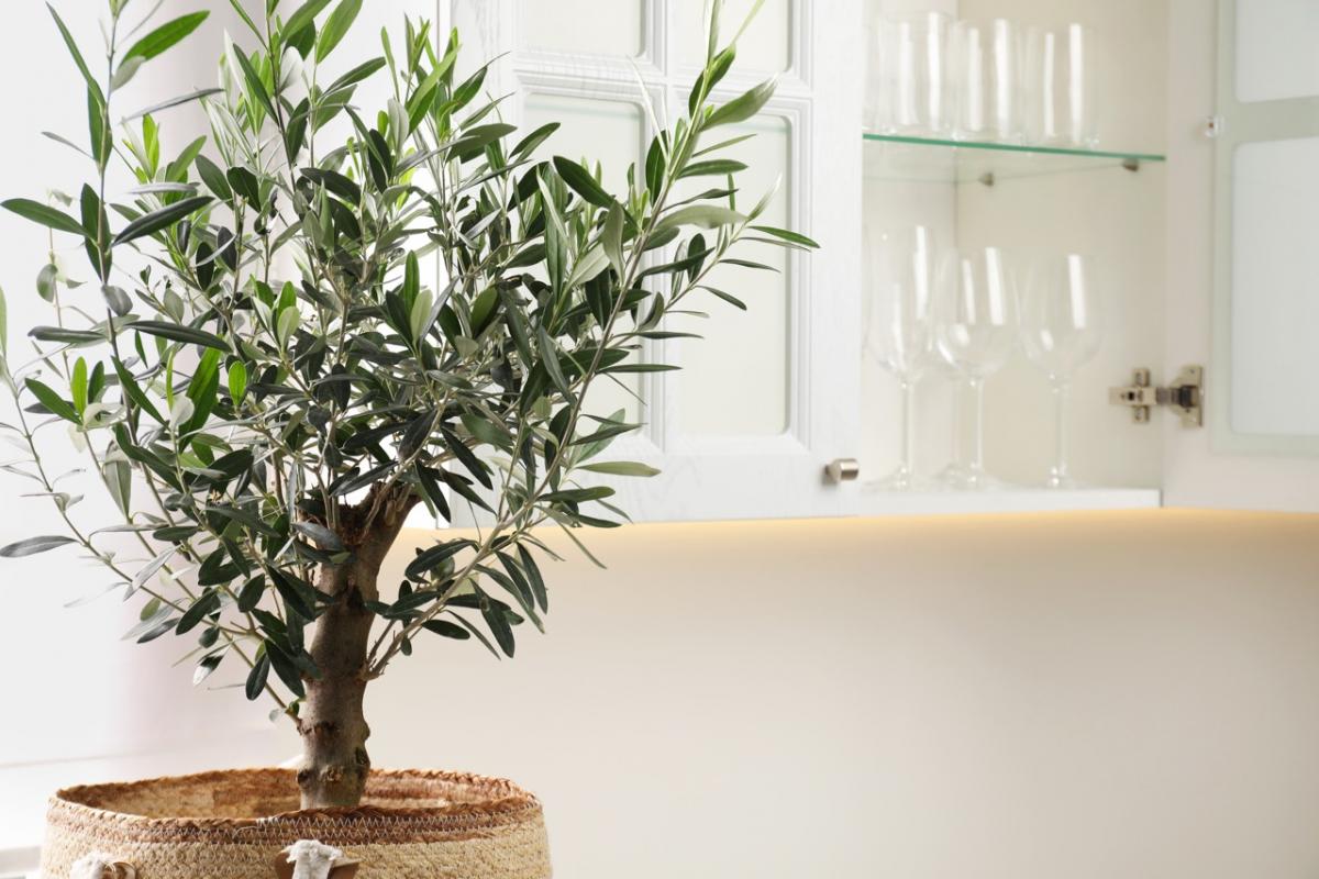 Un ejemplar de olivo, en una maceta.