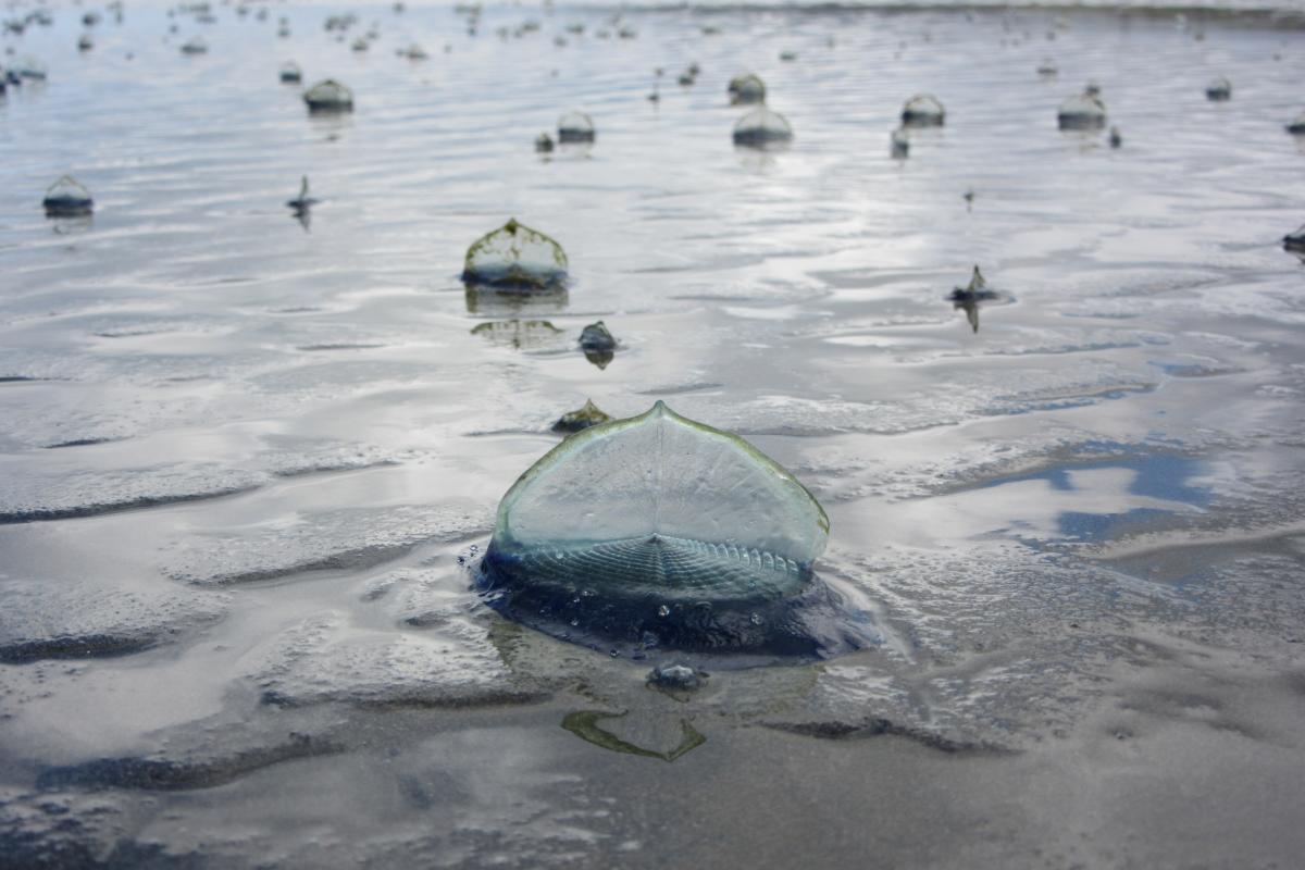Ejemplares de medusa vela ('Velella velella'), en una imagen de archivo.