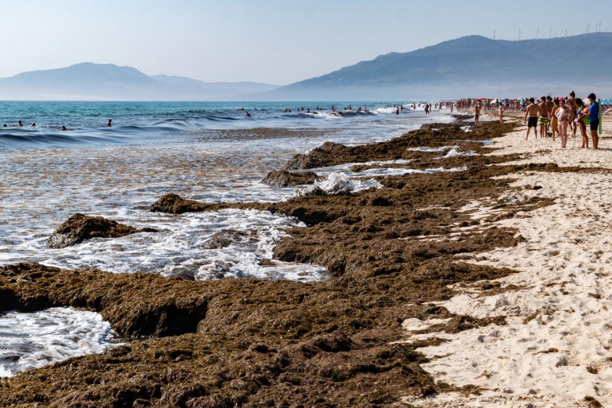 Una playa de Tarifa, invadida por la especie de alga invasora.