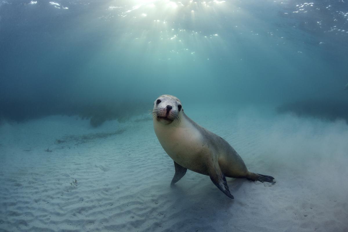 Un león marino, en una imagen de archivo.