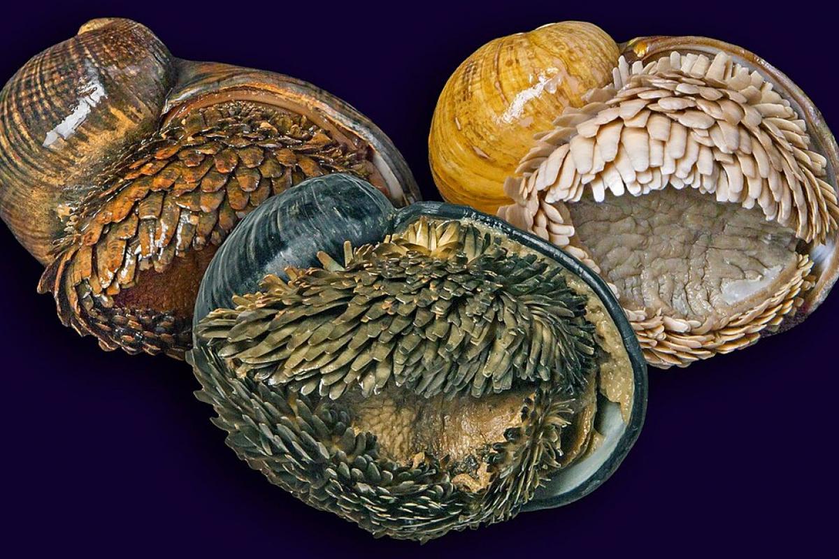 Chrysomallon squamiferum, en una imagen de archivo