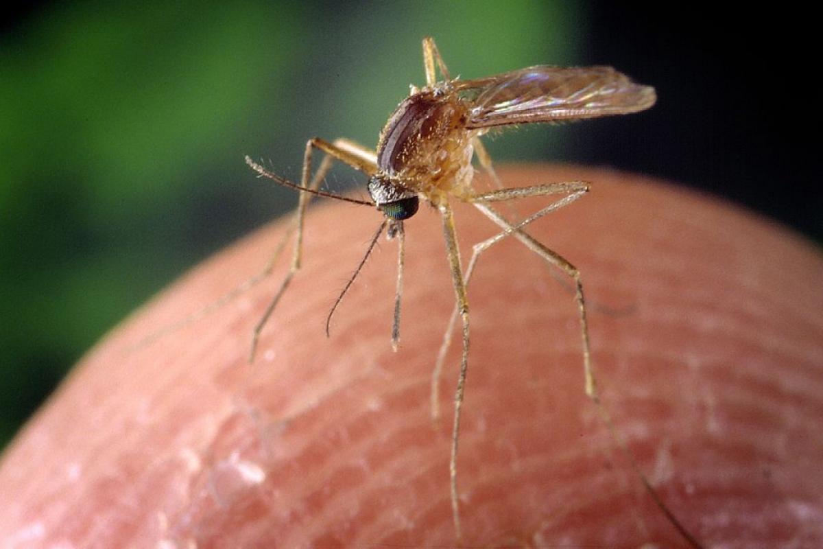 Un mosquito, en una imagen de archivo