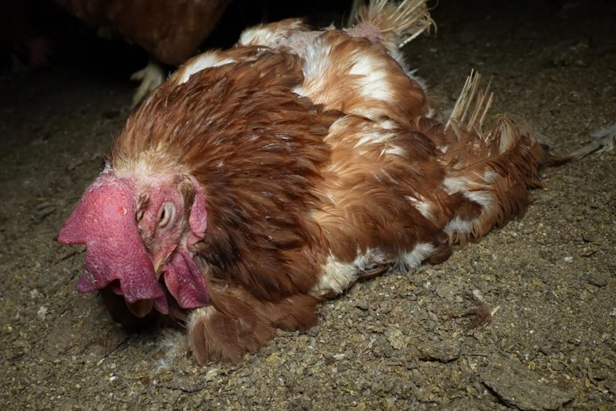 Una investigación impulsada por las organizaciones ecologistas ARDE y Satya Animal ha revelado graves deficiencias higiénico-sanitarias en una granja avícola de Llucmajor, en Mallorca, que alberga 136.000 gallinas ponedoras distribuidas en siete naves. Las imágenes y testimonios documentados por ambas entidades muestran cadáveres de gallinas en distintos estados de descomposición, algunos de ellos canibalizados, junto a aves vivas, presencia masiva de ratas y erizos, telarañas, acumulación de plumas y polvo, así como contenedores con restos en estado de putrefacción infestados de gusanos. Un saludo, Javier Alonso Ratas, cadáveres y suciedad extrema en una granja avícola de Mallorca La granja ha sido denunciada por presuntos delitos contra la salud pública y estafa Denuncian que las aves viven entre cadáveres en estado de descomposición y ratas a pesar de disponer de sello de bienestar animal Las gallinas camperas no tienen acceso al exterior durante al menos 6 días La granja opera sin permiso ambiental, por lo que fue multada con 150.000 euros y está bajo investigación de la Fiscalía Los vecinos de la zona denuncian plagas de moscas y malos olores y exigen el cierre de la explotación.