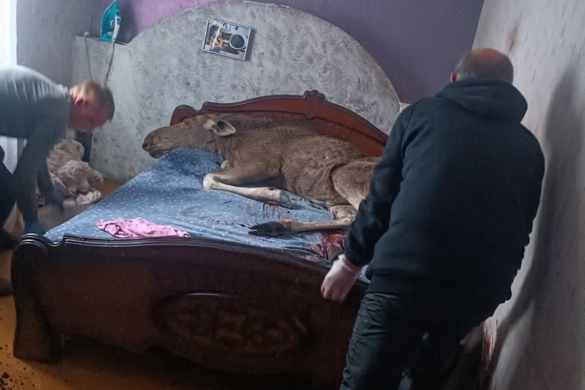 El alce que irrumpió en una casa lituana, tumbado en la cama