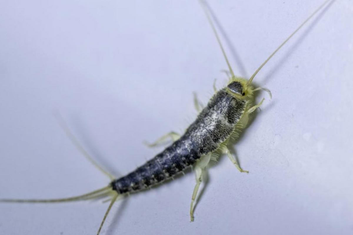 Un pececillo de plata en el suelo de un baño