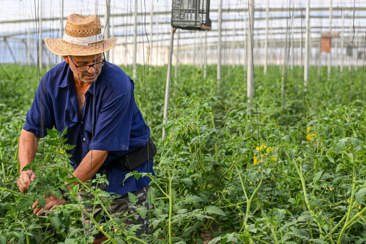 Un trabajador, en uno de los invernaderos de Almería