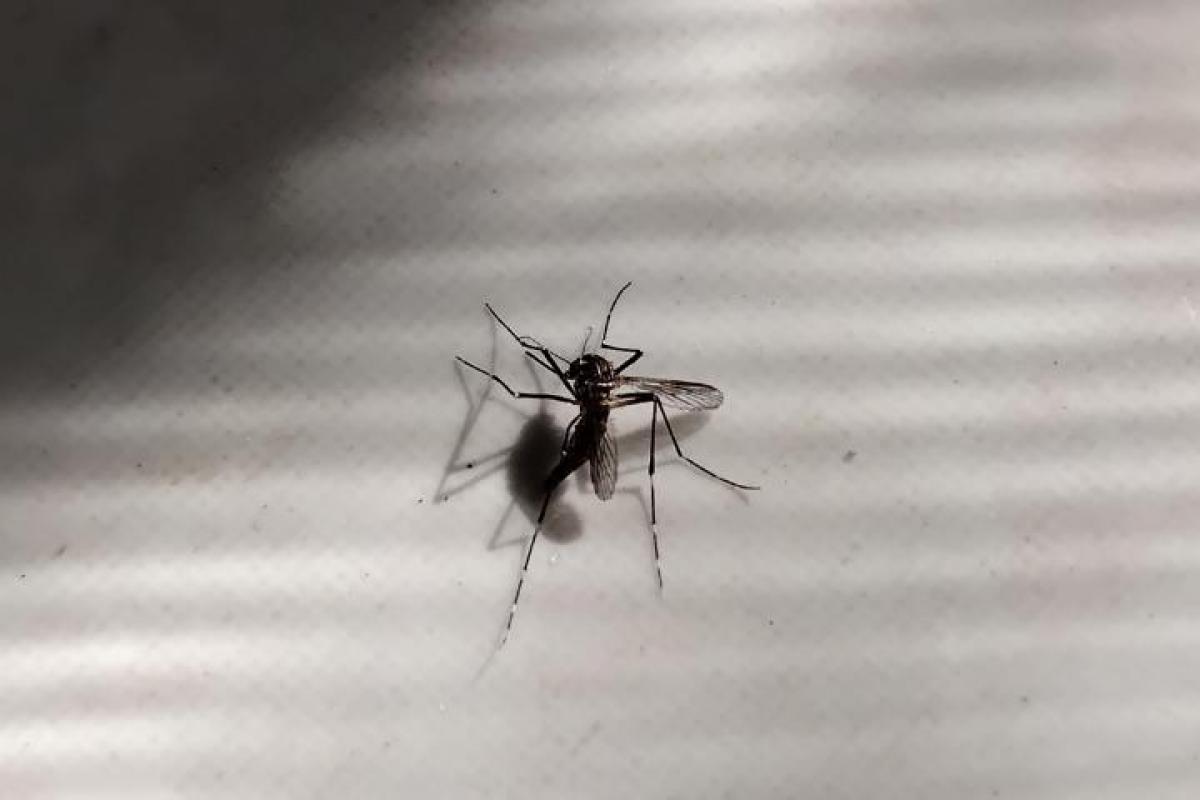 Esta es la mejor solución para los mosquitos en casa