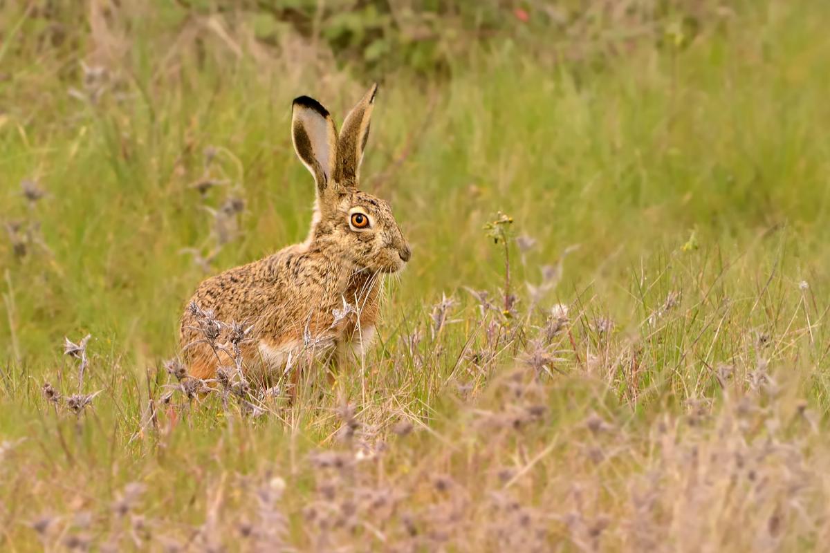 Una liebre ibérica (Lepus granatensis), en una imagen de archivo