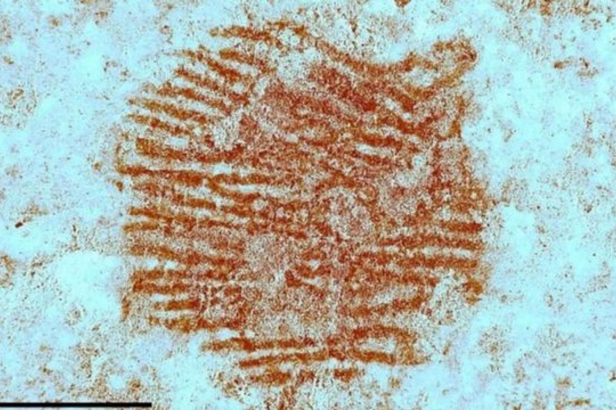 Detalle de la huella