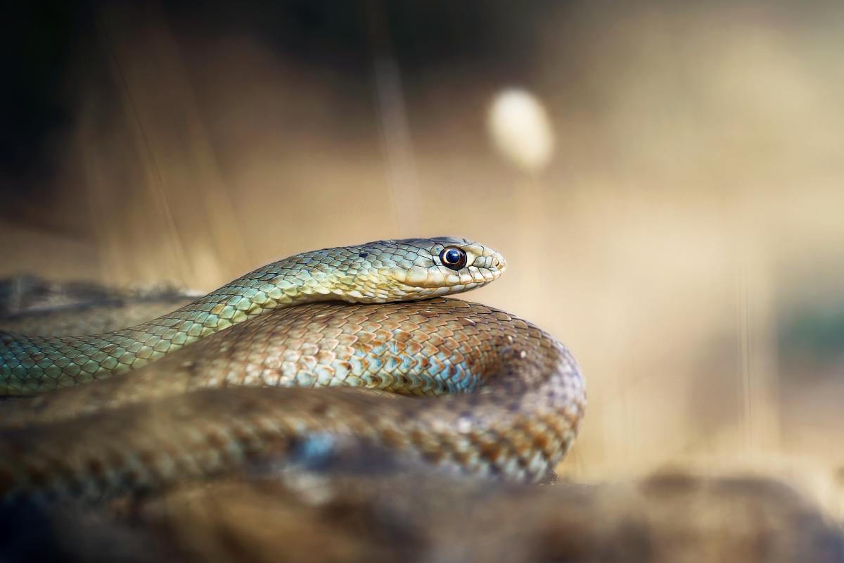 Ejemplar de de la culebra Esculapio.