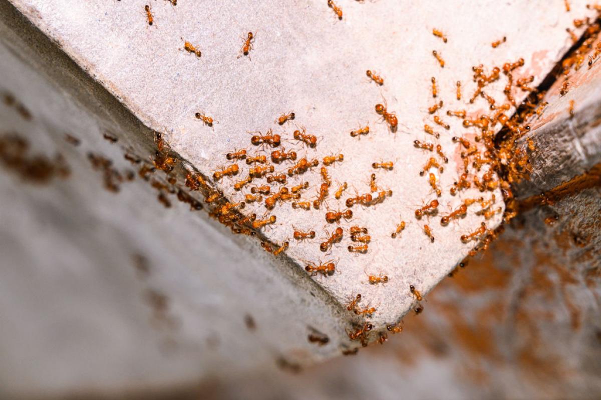 Hormigas faraonas (Monomorium pharaonis), en una imagen de archivo
