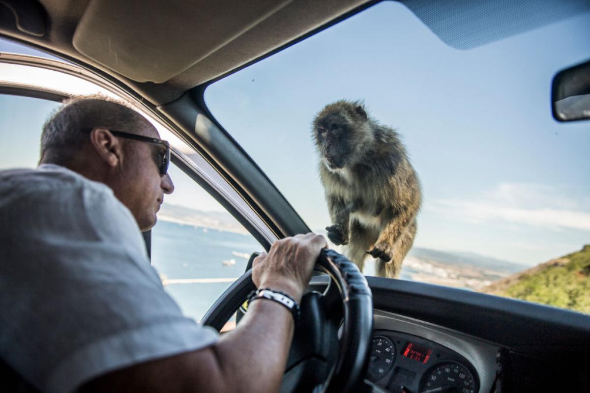 Un mono de Gibraltar mira a los ojos de un conductor de un coche en el Peñón.