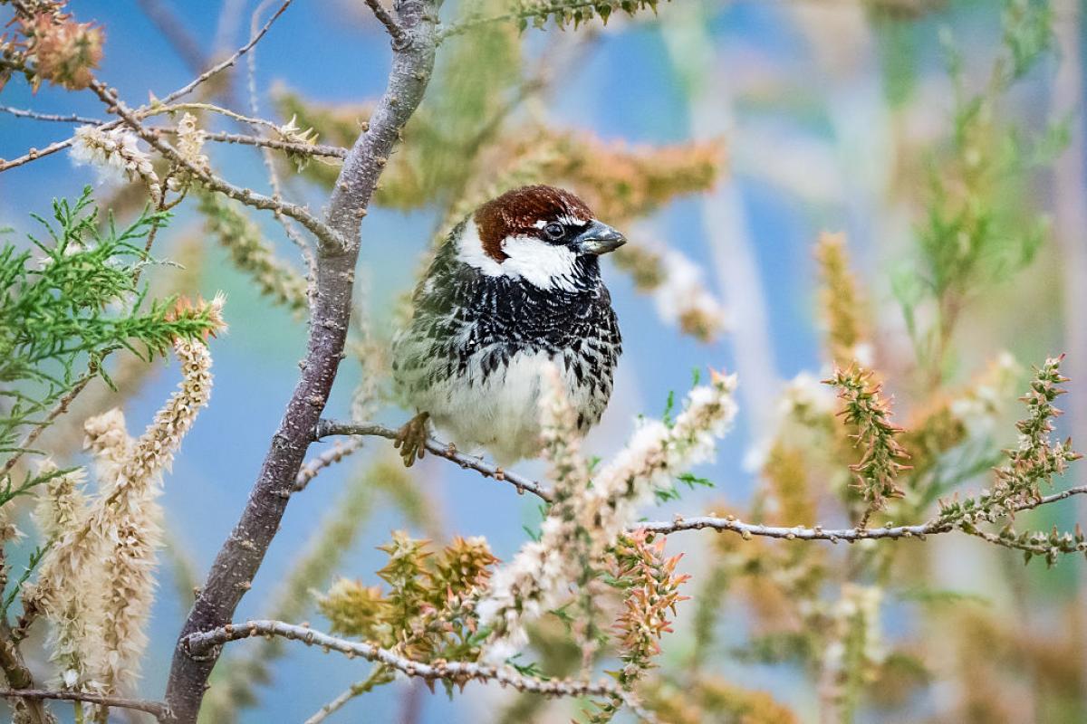 Un gorrión, posado en la rama de un árbol.