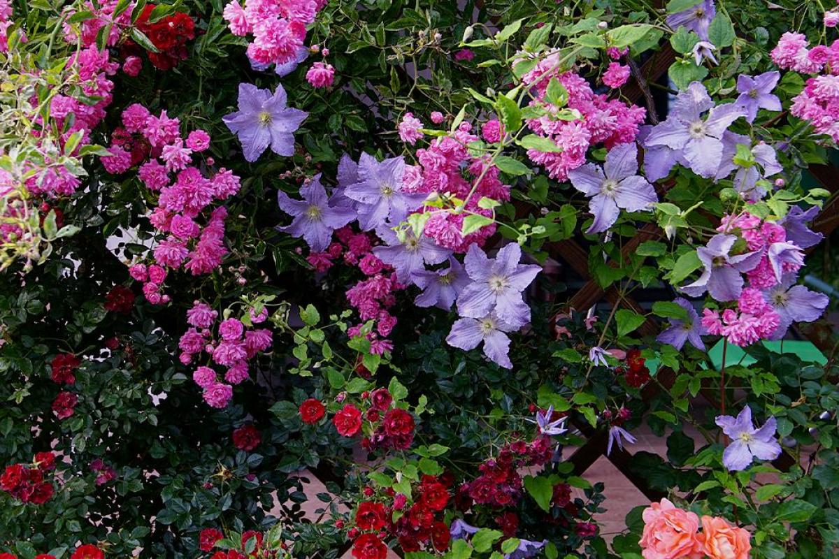 Una planta trepadora en una pared.