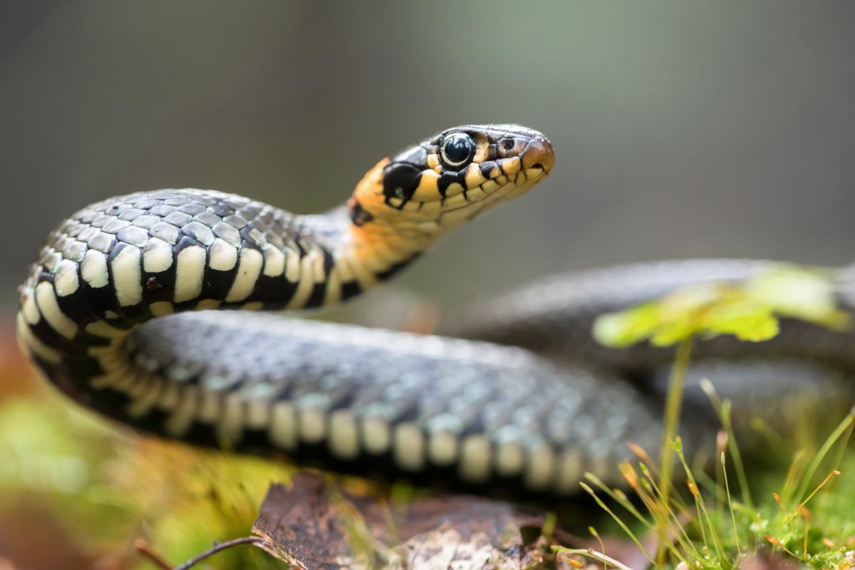Una culebra de collar (Natrix natrix), en una imagen de archivo
