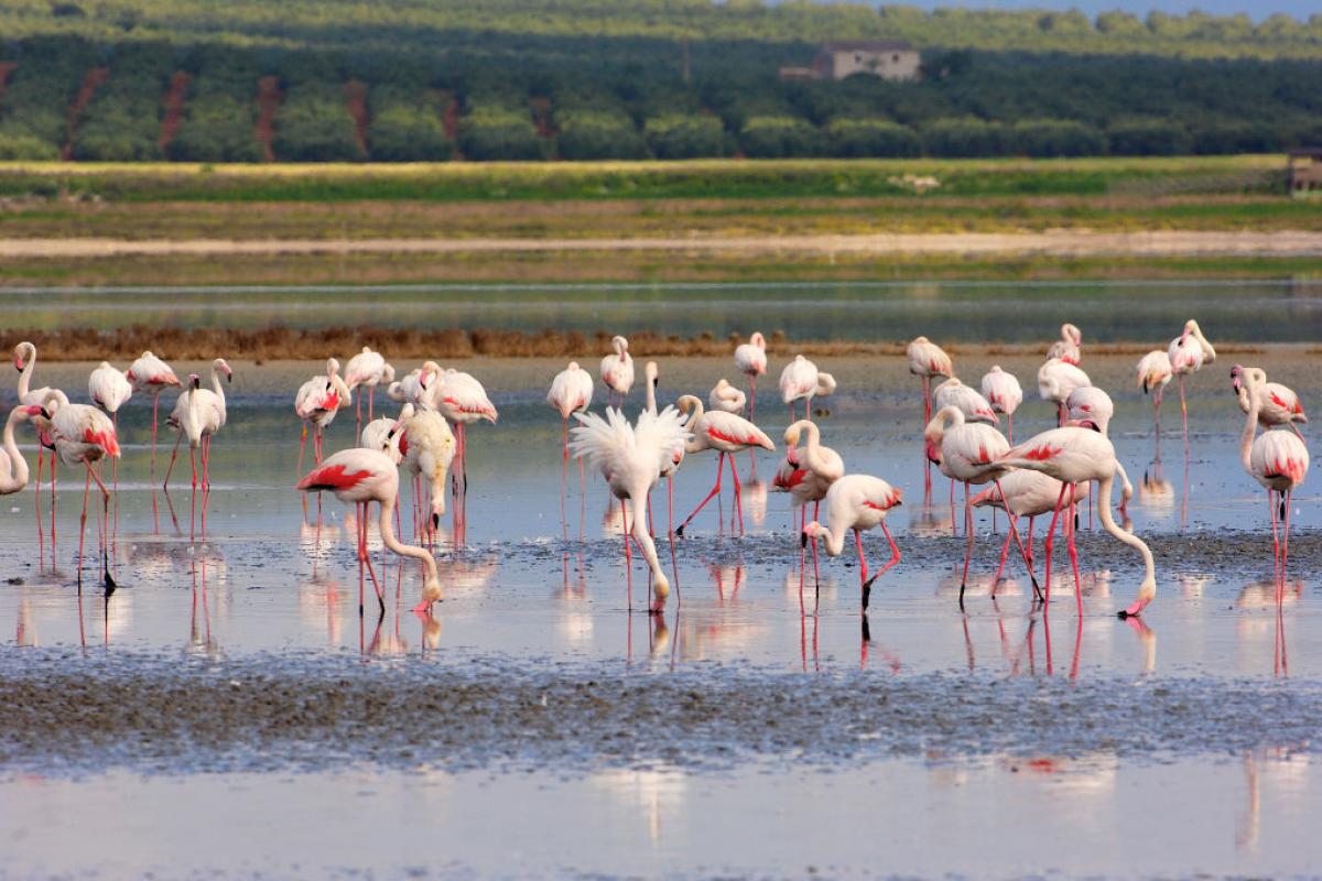 Flamencos en la Reserva Natural de la Laguna de Fuente de Piedra (Málaga)
