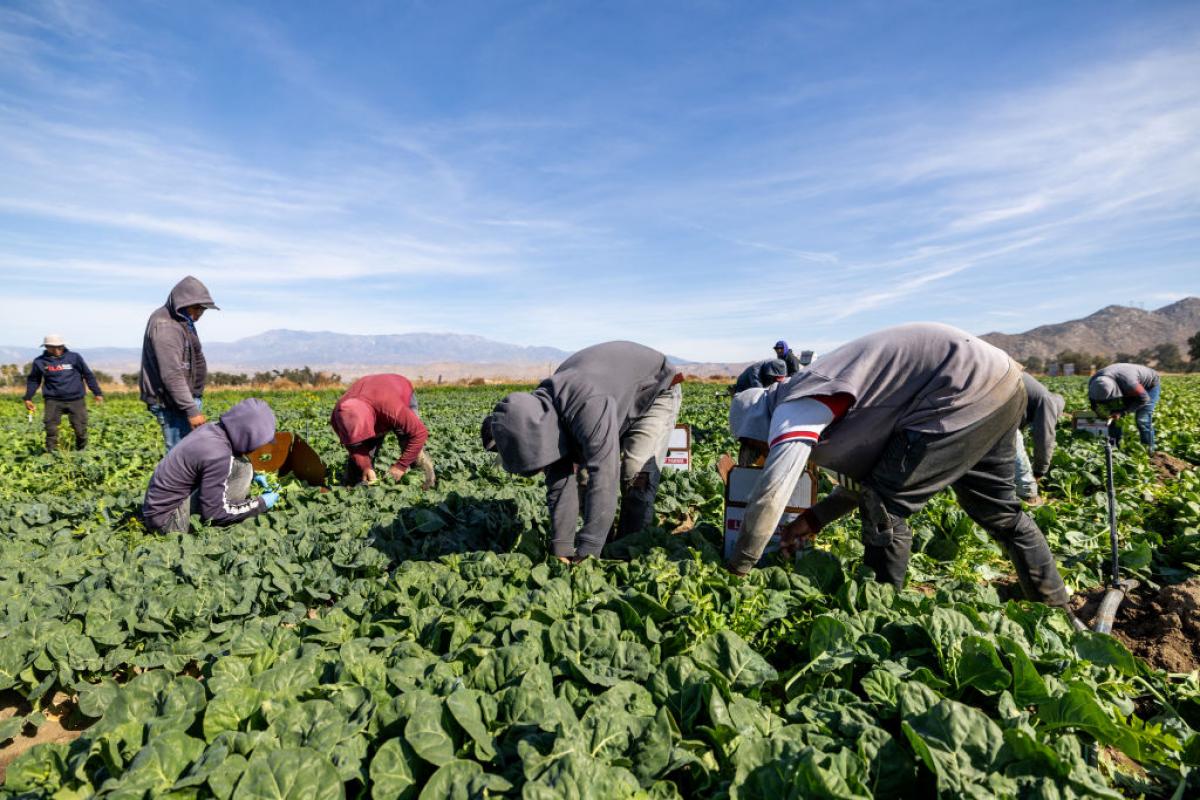 Jornaleros trabajan en una granja de Estados Unidos.
