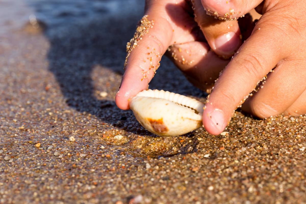 Imagen de archivo de una mano cogiendo una concha en la playa.