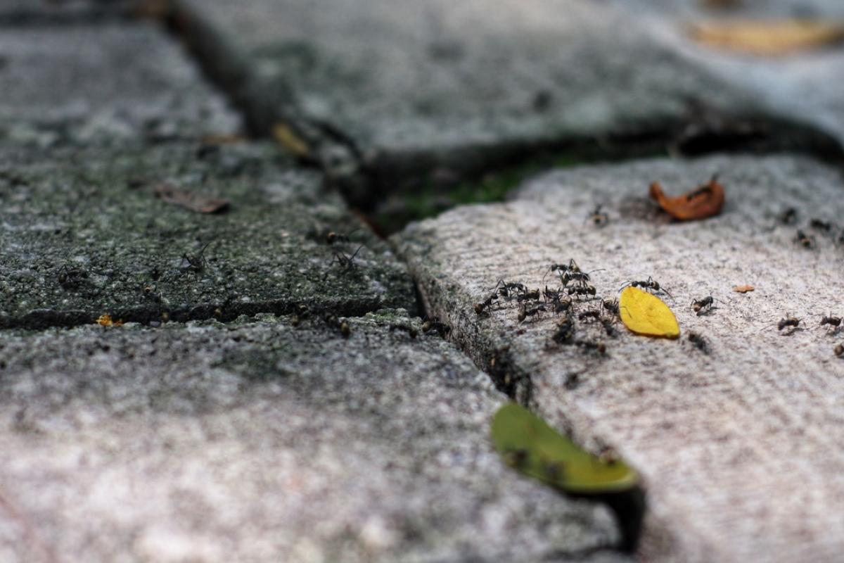 Una invasión de hormigas en un puerto.