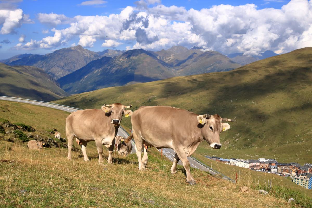 Varias vacas, en una imagen de archivo
