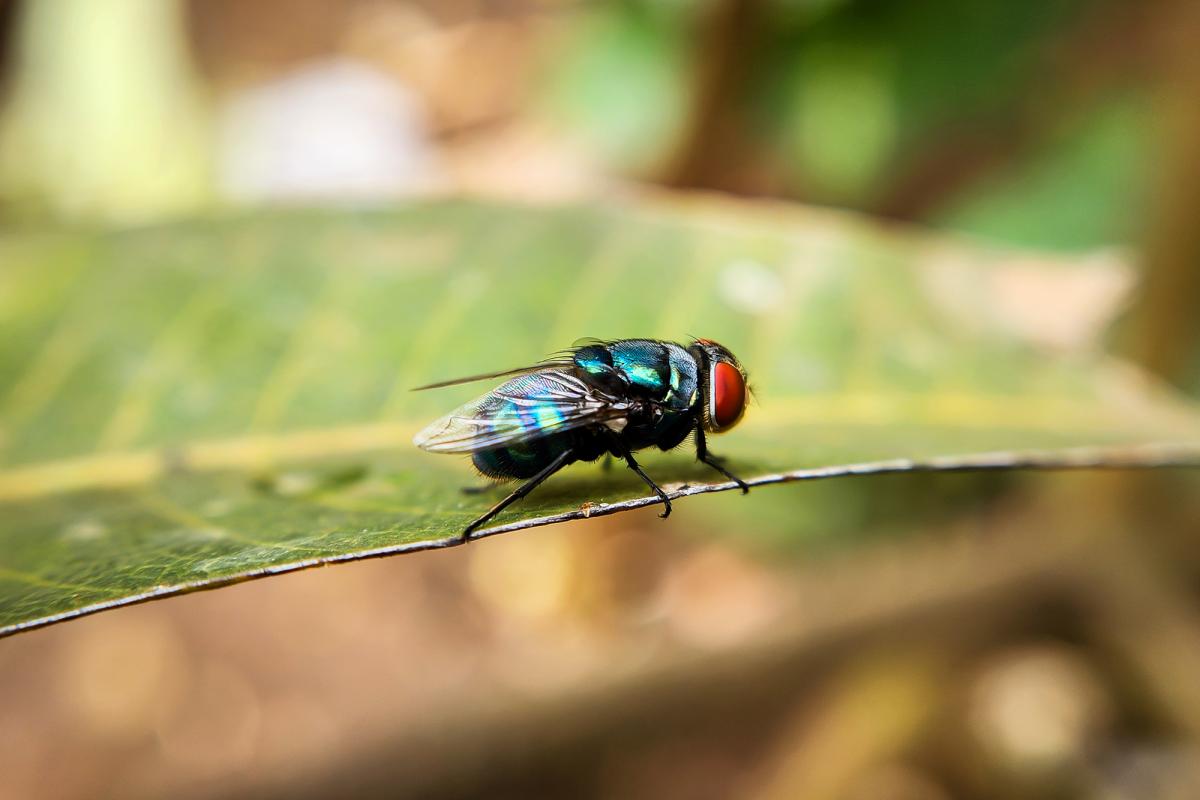 Un gusano barrenador (Cochliomyia hominivorax), en una imagen de archivo