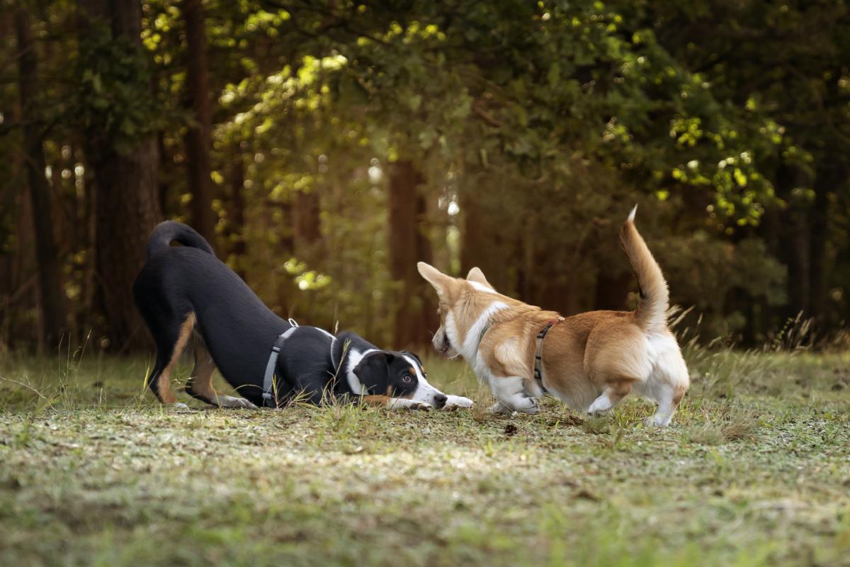 Dos perros jugando en la hierba, terreno habitual para las garrapatas en verano