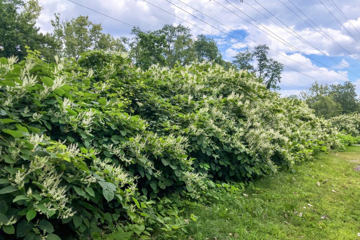 Un arbusto de fallopia japonesa, en una imagen de archivo.
