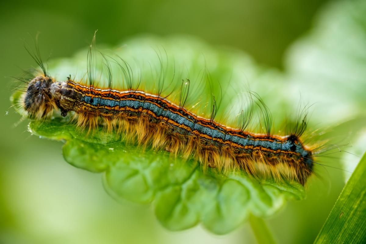 La procesionaria del roble (Thaumetopoea processionea), en una imagen de archivo