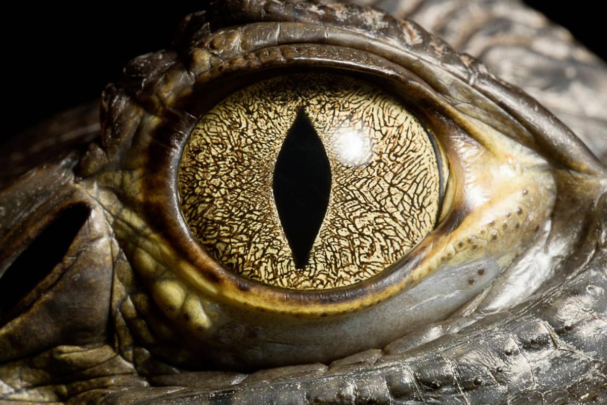 Primer plano del ojo de un cocodrilo