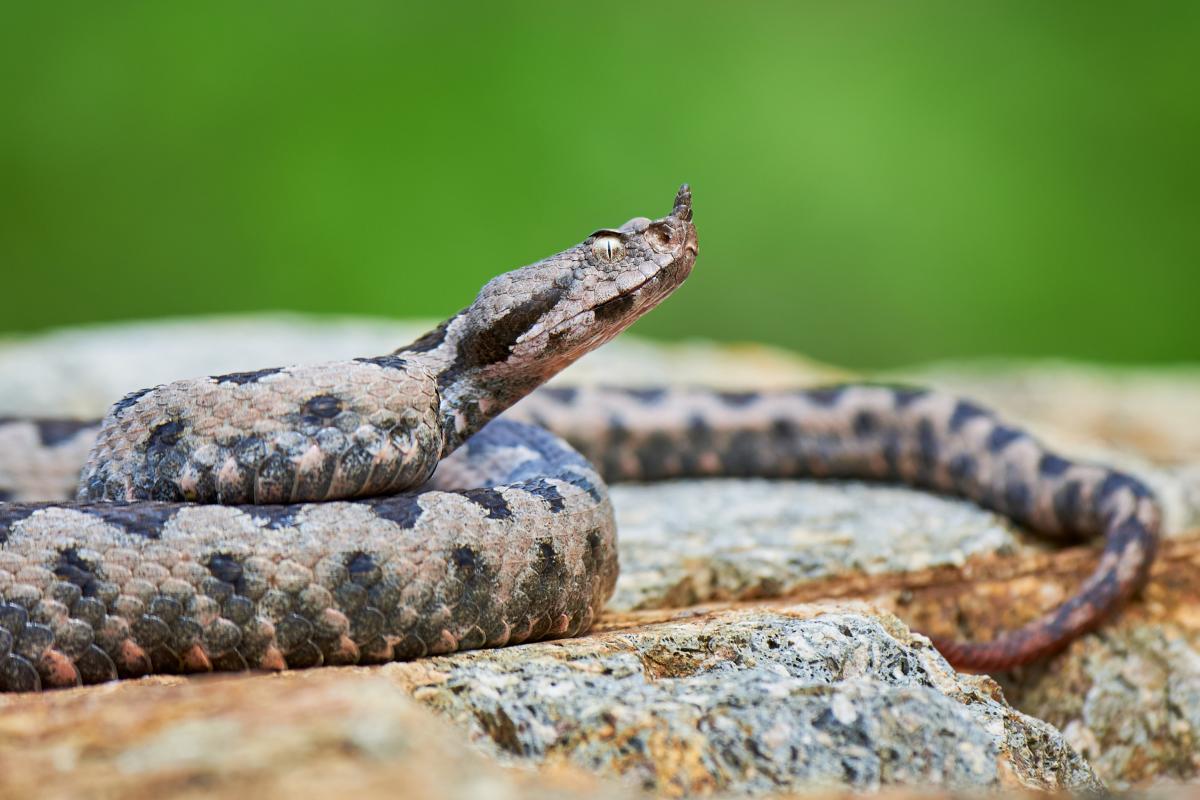 Una víbora del cuerno o víbora de arena (Vipera ammodytes), en una imagen de archivo