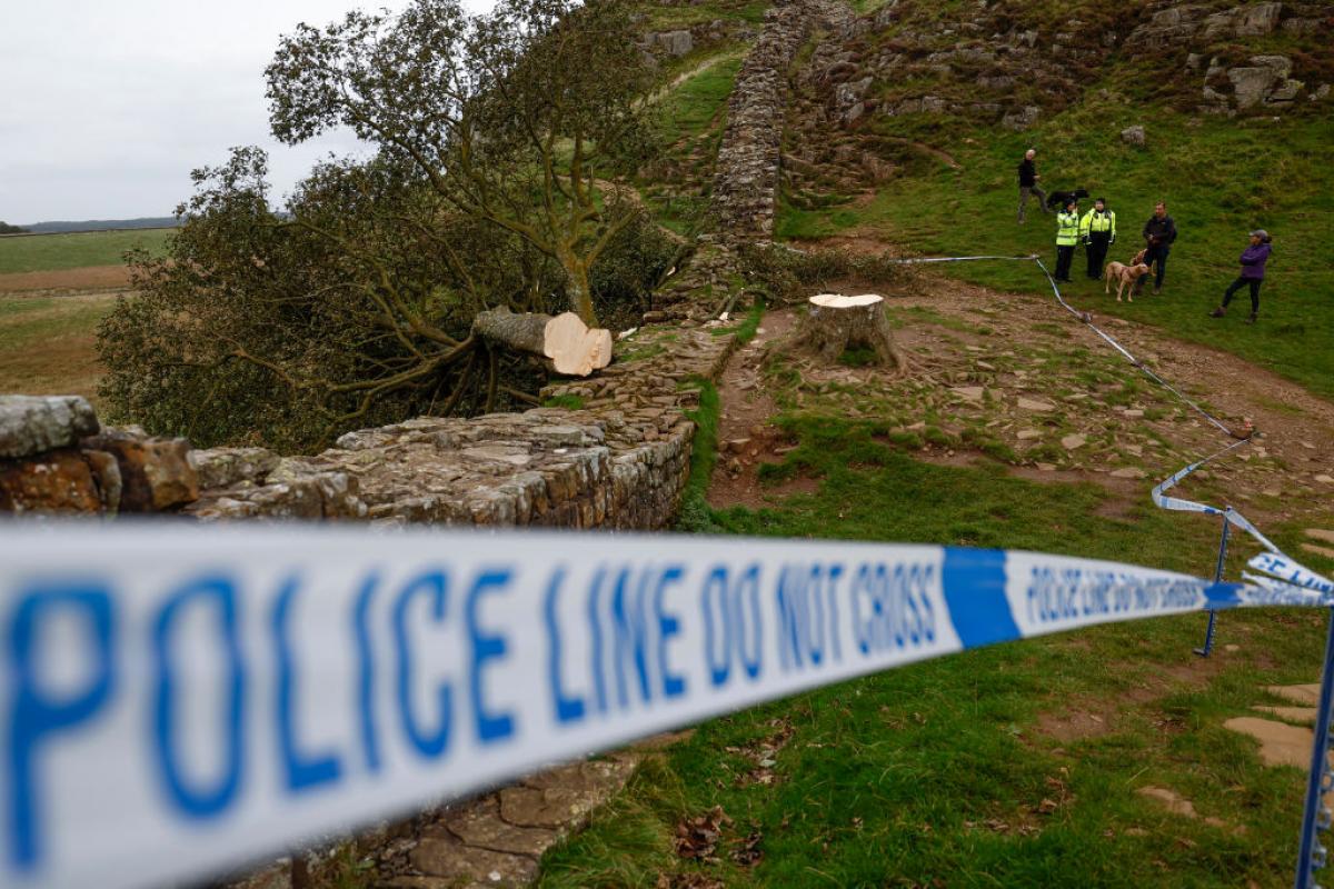 El Sycamore Gap Tree tras ser talado