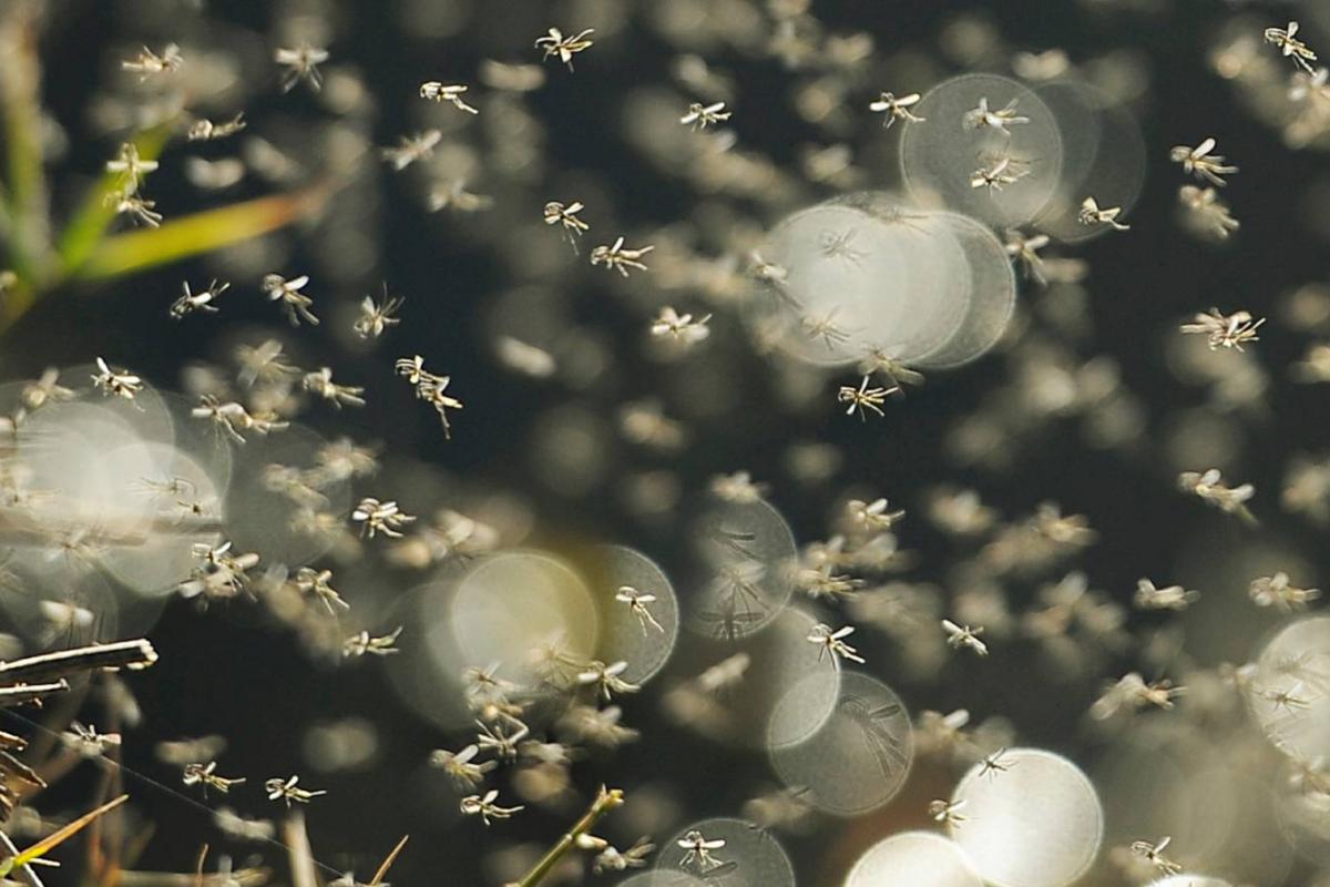 Enjambre de mosquitos