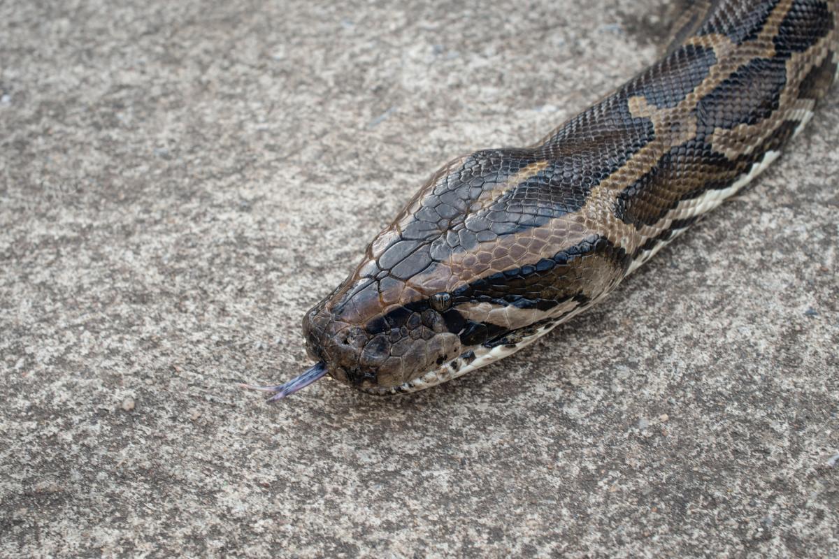Serpiente en la calle, en una imagen de archivo.