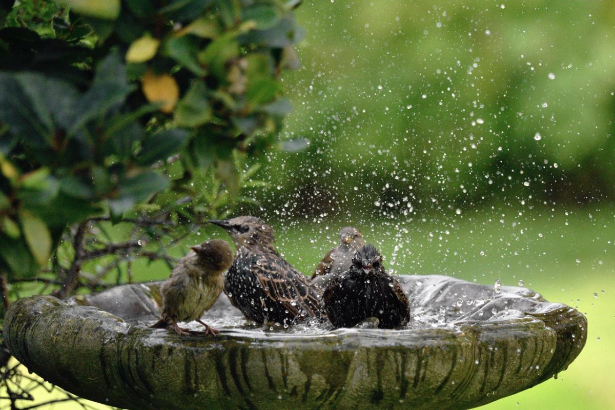 Con un objeto, los pájaros se posarán en el jardín.