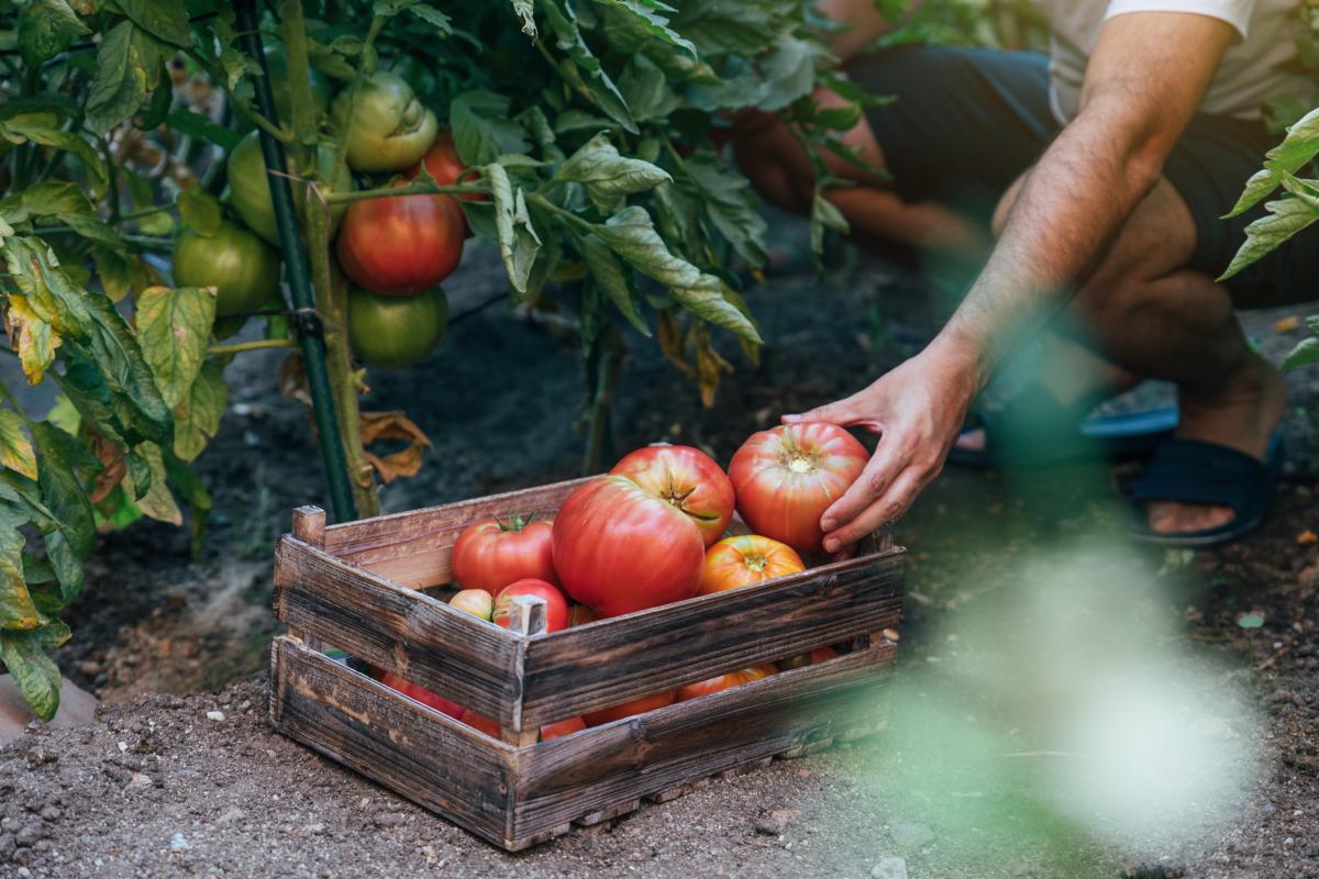 Una persona recolectando tomates, en una imagen de archivo