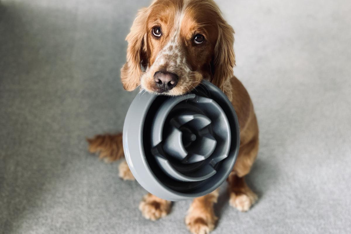 Un perro con su plato de comida en la boca.