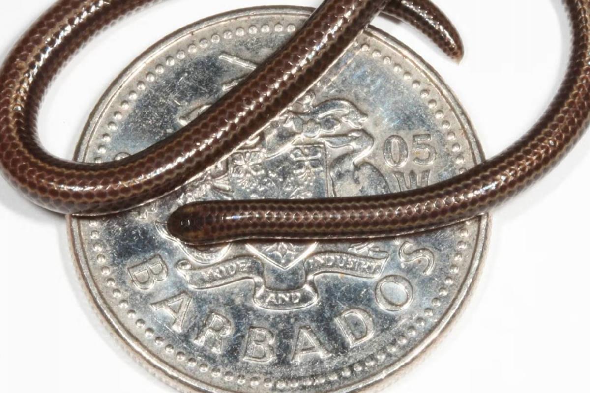 Tetracheilostoma carlae