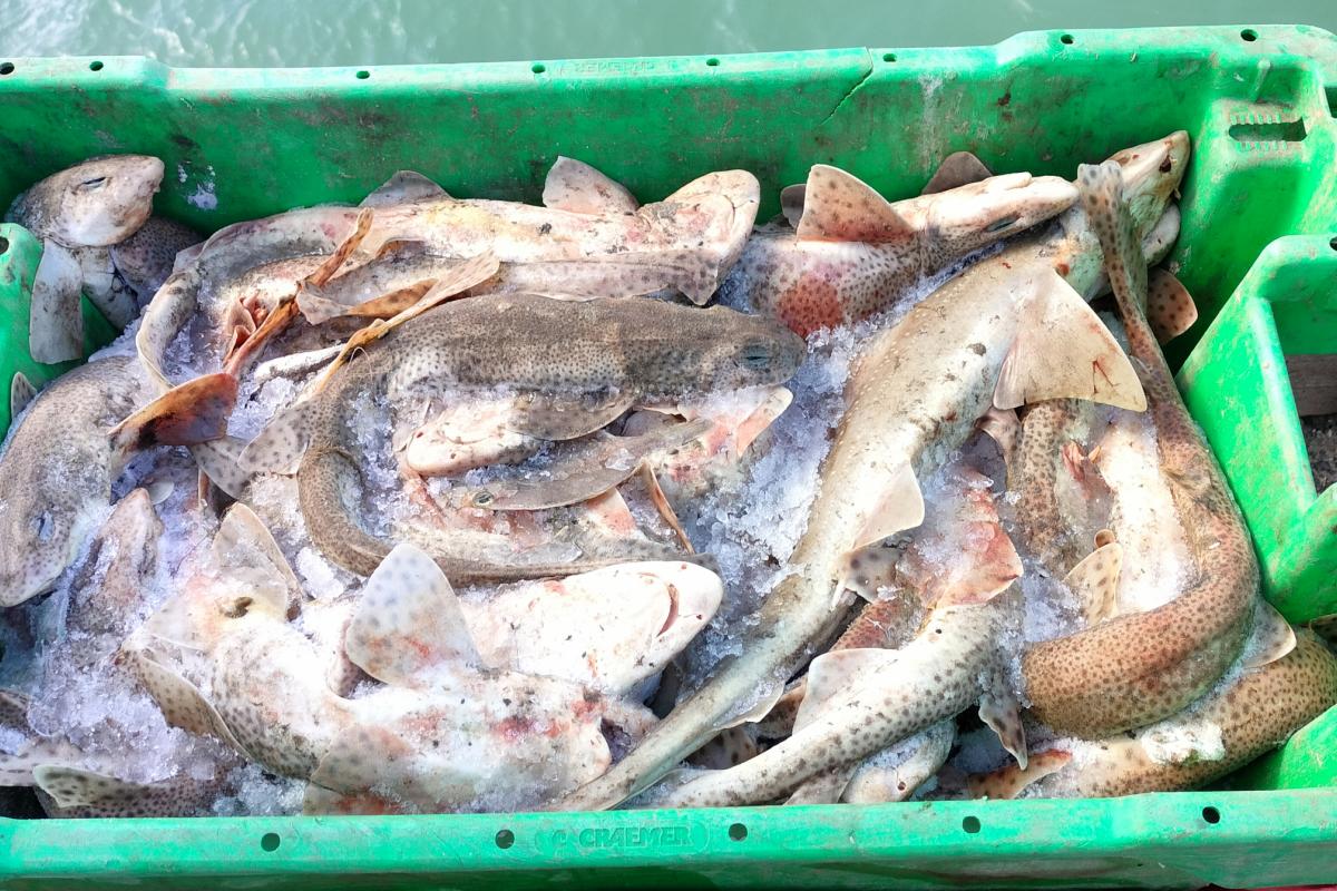 Un cubo de pintarrojas.