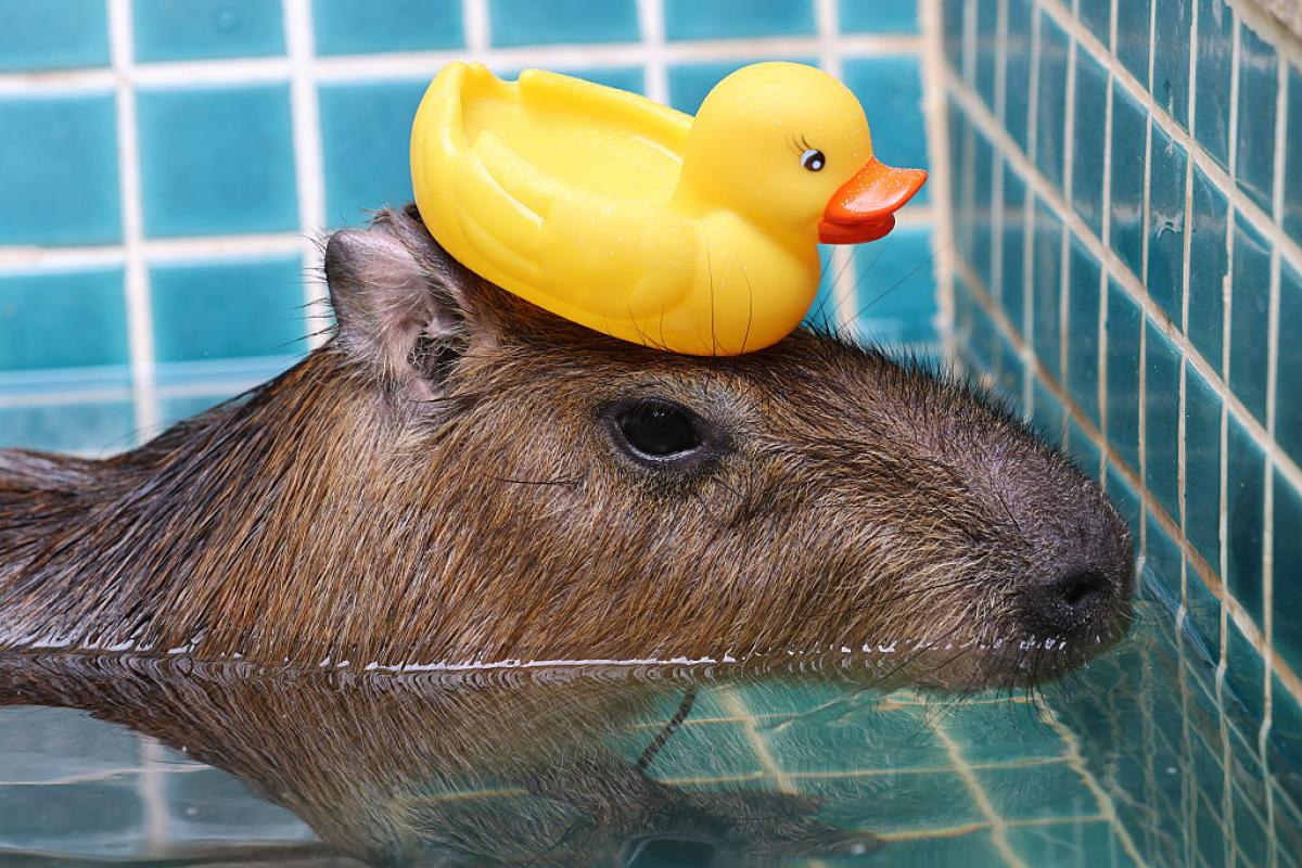 Una capibara, en una imagen de archivo.