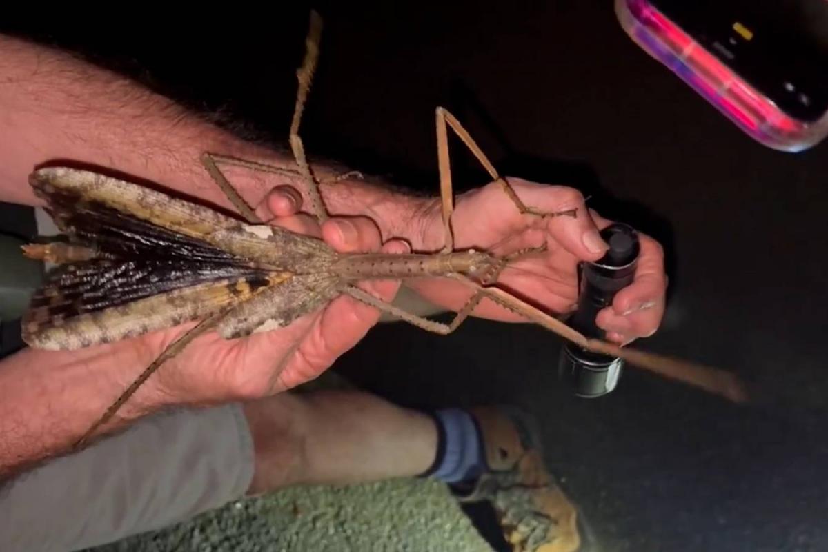 Ejemplar de la nueva especie de insecto palo gigante encontrada