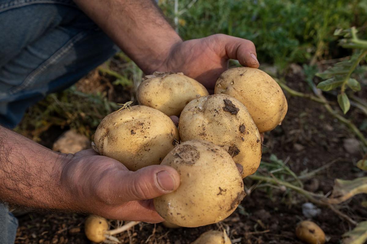 Un agricultor sostiene varias patatas recién cosechadas en un terreno al aire libre