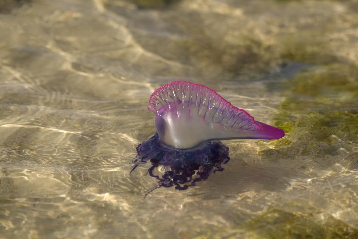 Imagen de archivo de una carabela portuguesa.