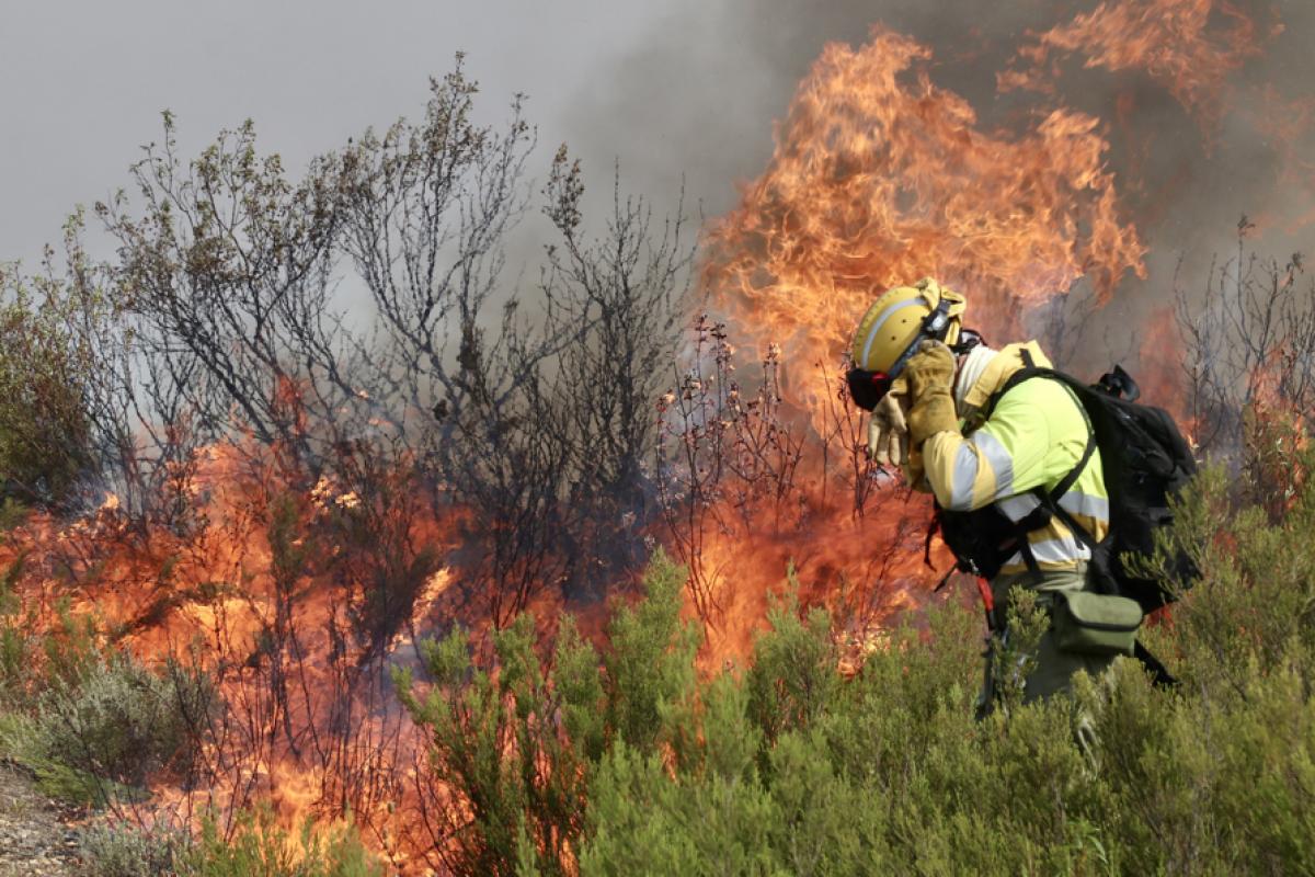 Un brigadista ante una lengua de fuego procedente del Incendio forestal que afecta a Puercas (Zamora)