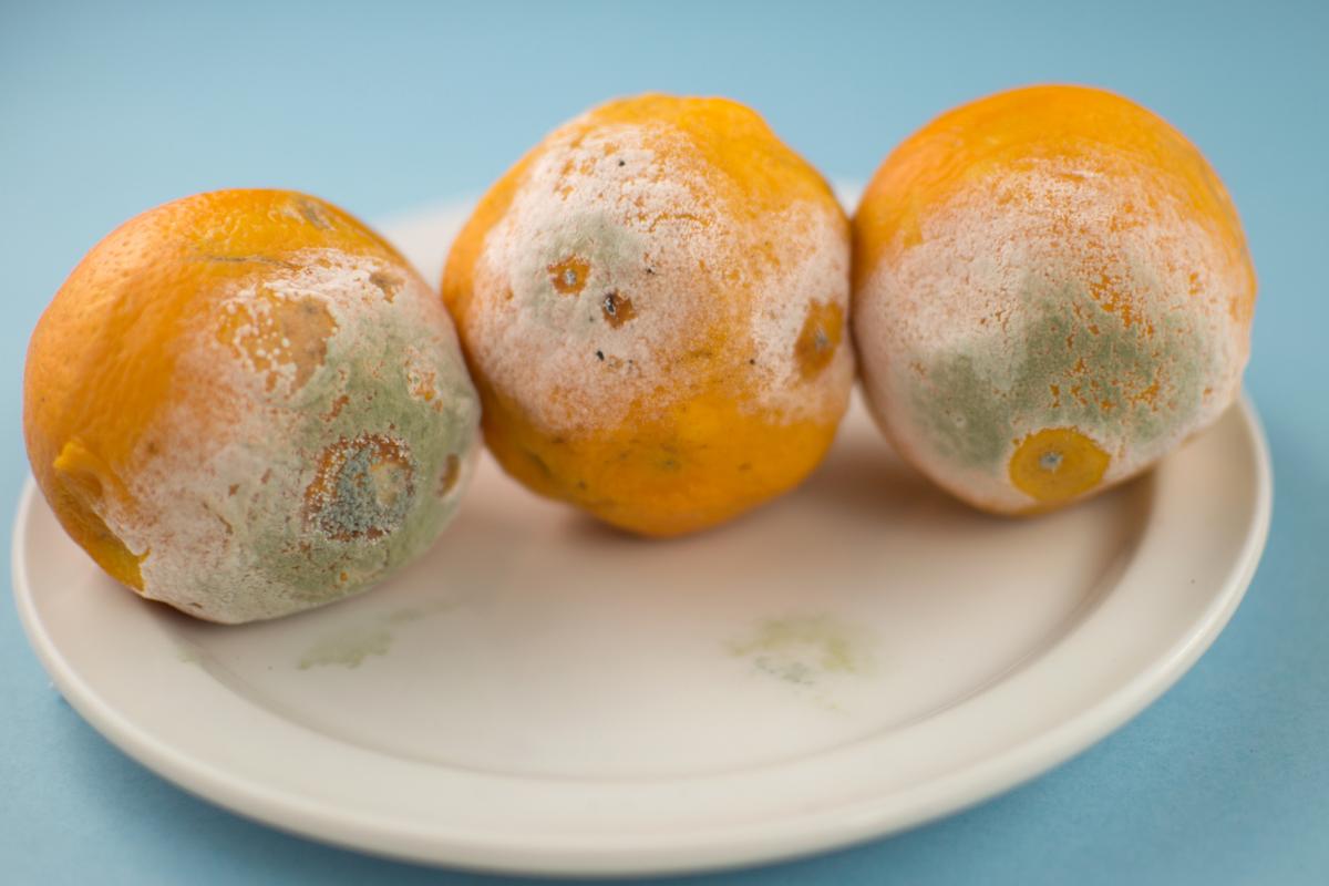 Naranjas con moho
