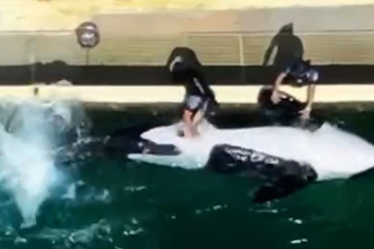 El ejemplar de orca 'Keijo', de 12 años, siendo masturbado por un entrenador en el ya clausurado parque acuático Marineland (Cannes, Francia); en unas imágenes captadas mediante el dron de la oenegé TideBreakers.