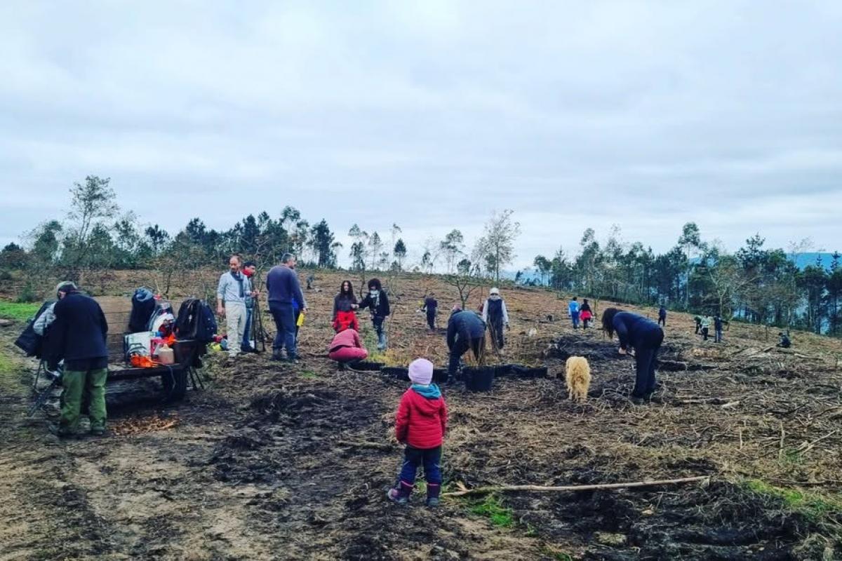 Trabajos de reforestación y eliminación de especies invasoras en el monte de Froxán (Lousame, A Coruña), un bosque que recibió el reconocimiento de Naciones Unidas.