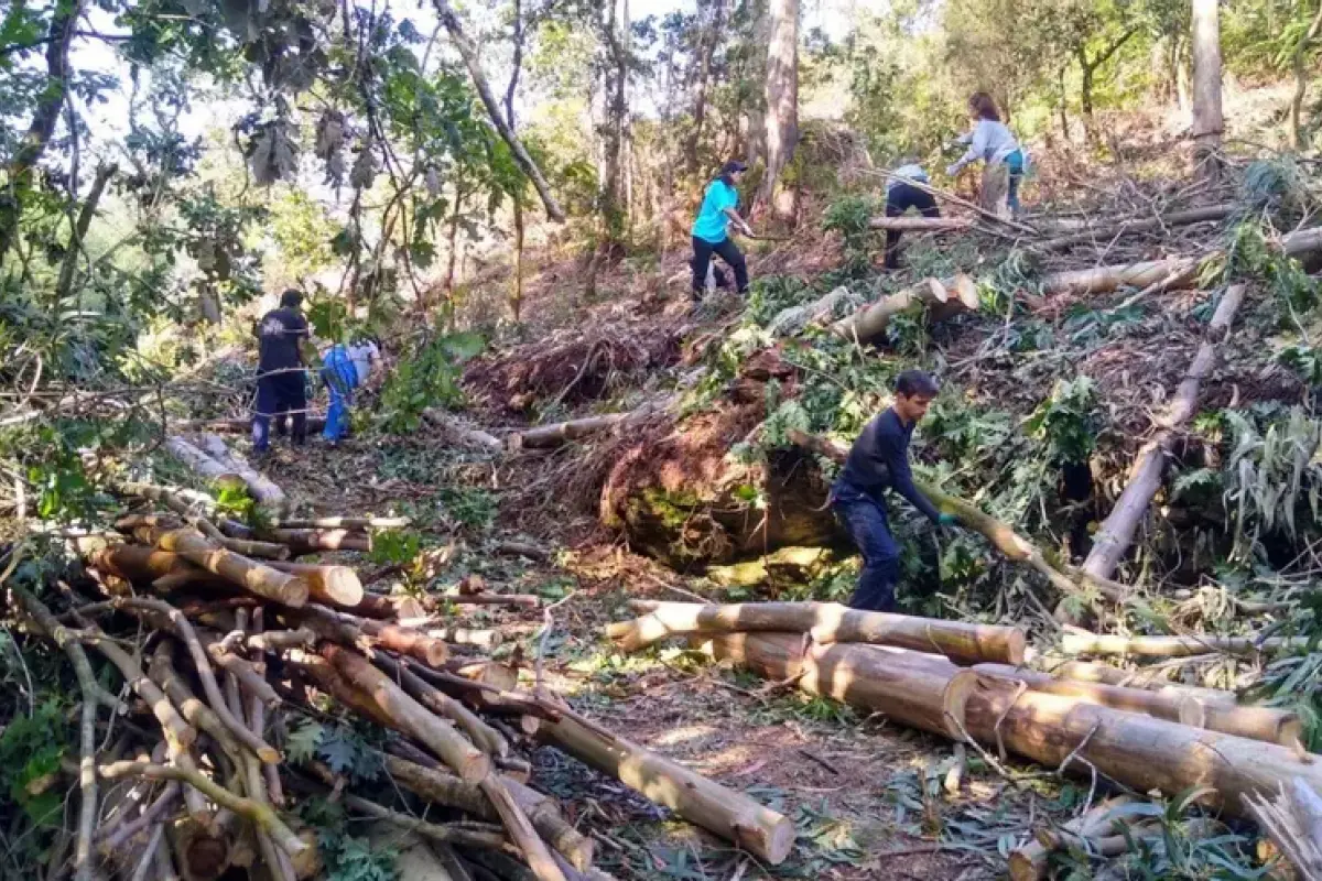 Un grupo de voluntarios de las brigadas deseucaliptizadoras, retirando eucaliptos y otro tipo de acacias en el bosque de Froxán (Lousame, A Coruña).