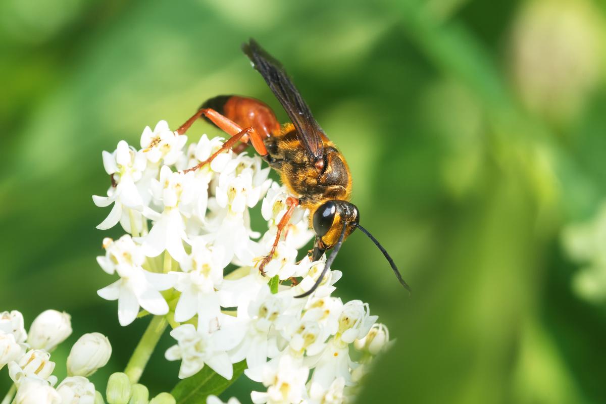 Una avispa excavadora (Sphex), en una imagen de archivo
